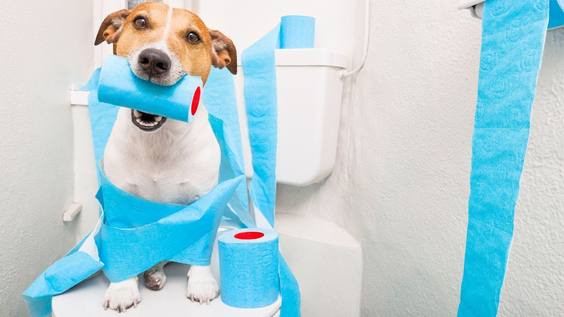 Effective Home Remedies for Dog Diarrhea Every Pet Owner Should Know
