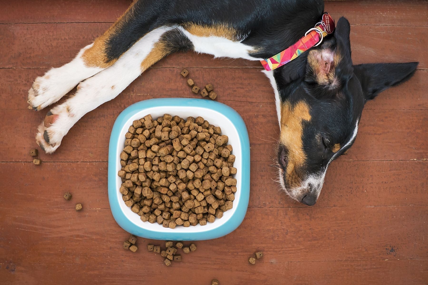 The Pet Food Industry Doesn't Want You Reading Ingredient Labels