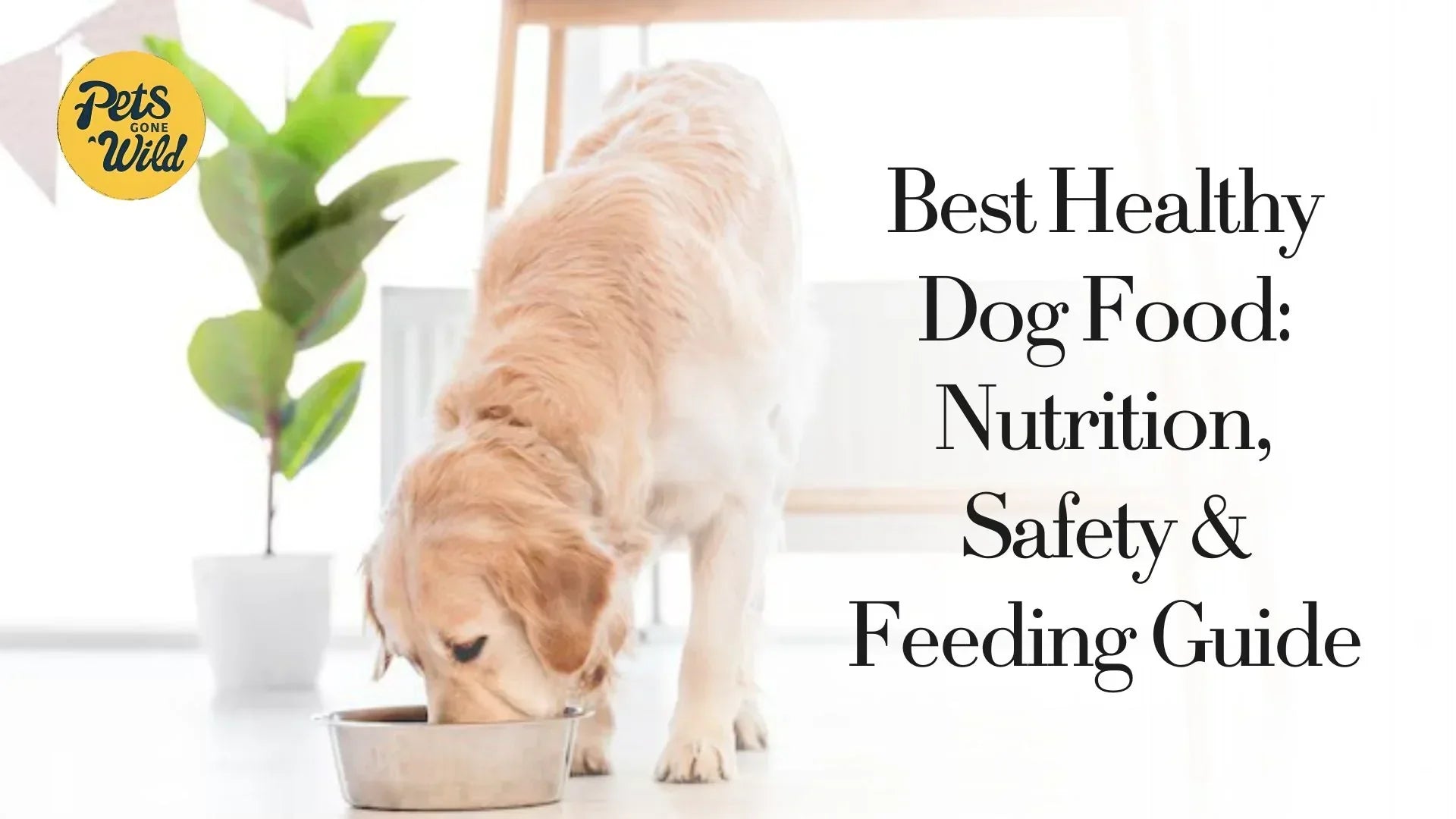 Best Healthy Dog Food: Nutrition, Safety & Feeding Guide