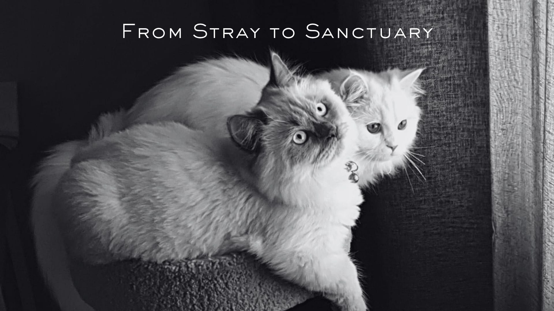 From Stray to Sanctuary
