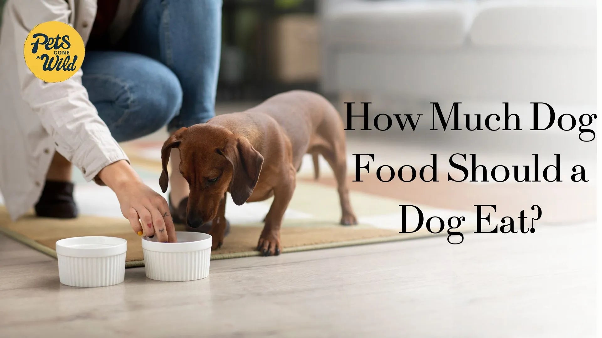 How Much Dog Food Should a Dog Eat?
