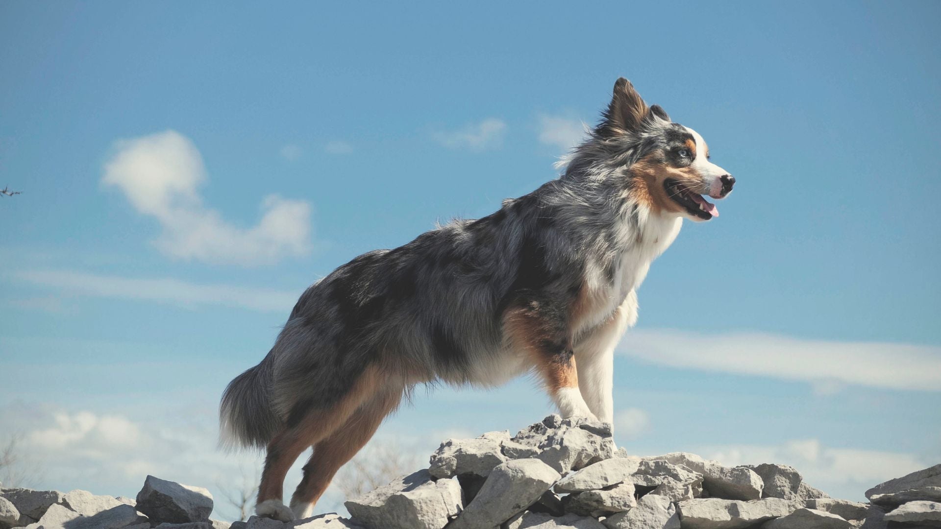 How to Restore Your Dog’s Gut Microbiome Naturally