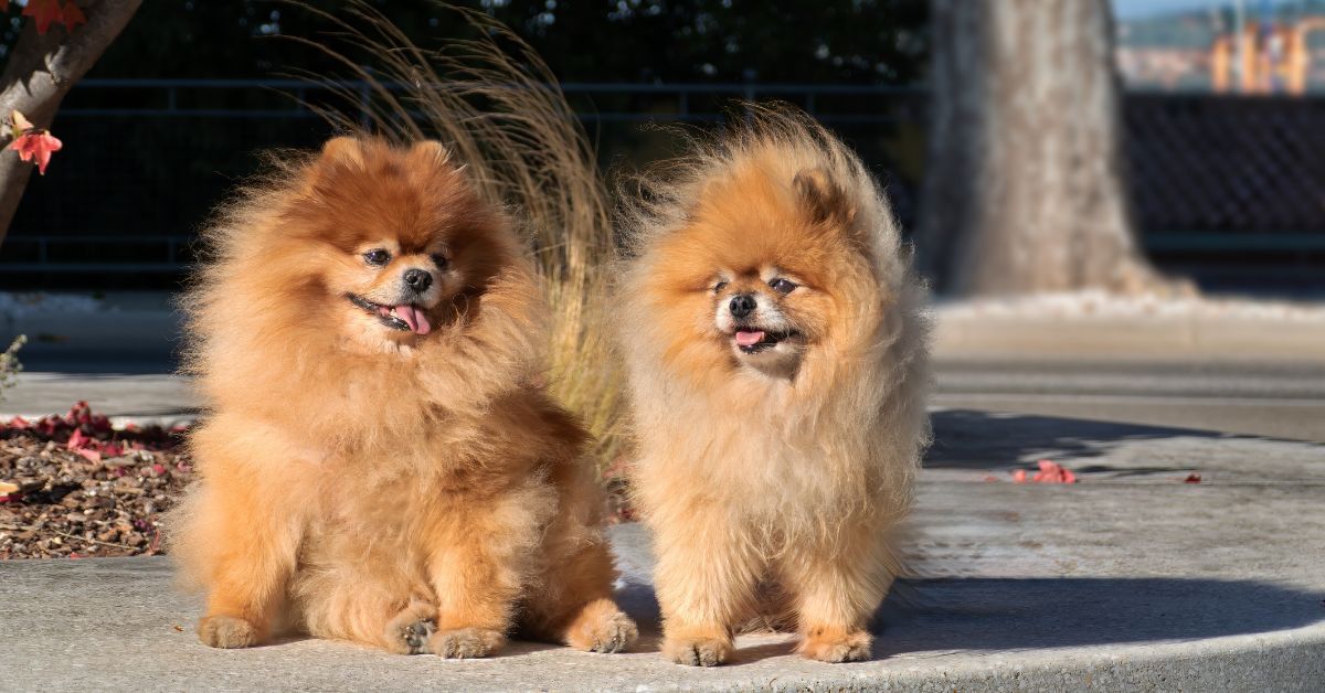 Can Goat Milk Powder Help with Seasonal Allergies in Pets?