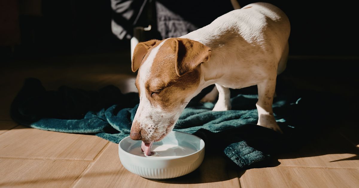 Can Goat Milk Cause Diarrhea in Dogs? (What Pet Parents Need to Know)