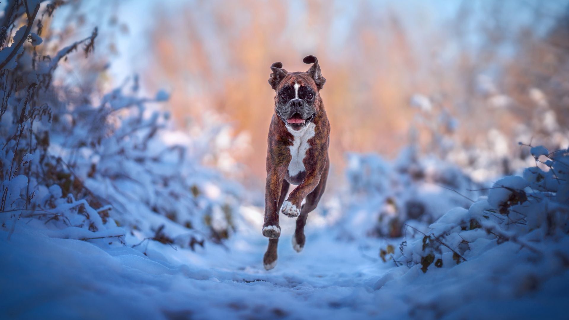 Digestive Enzymes for Dogs Explained