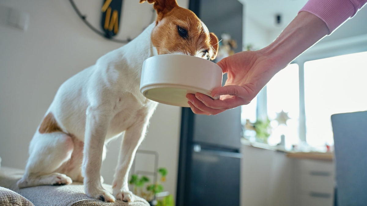 Goat Milk Is a Probiotic Powerhouse for Pets: Why It Deserves a Place in Every Pet's Bowl
