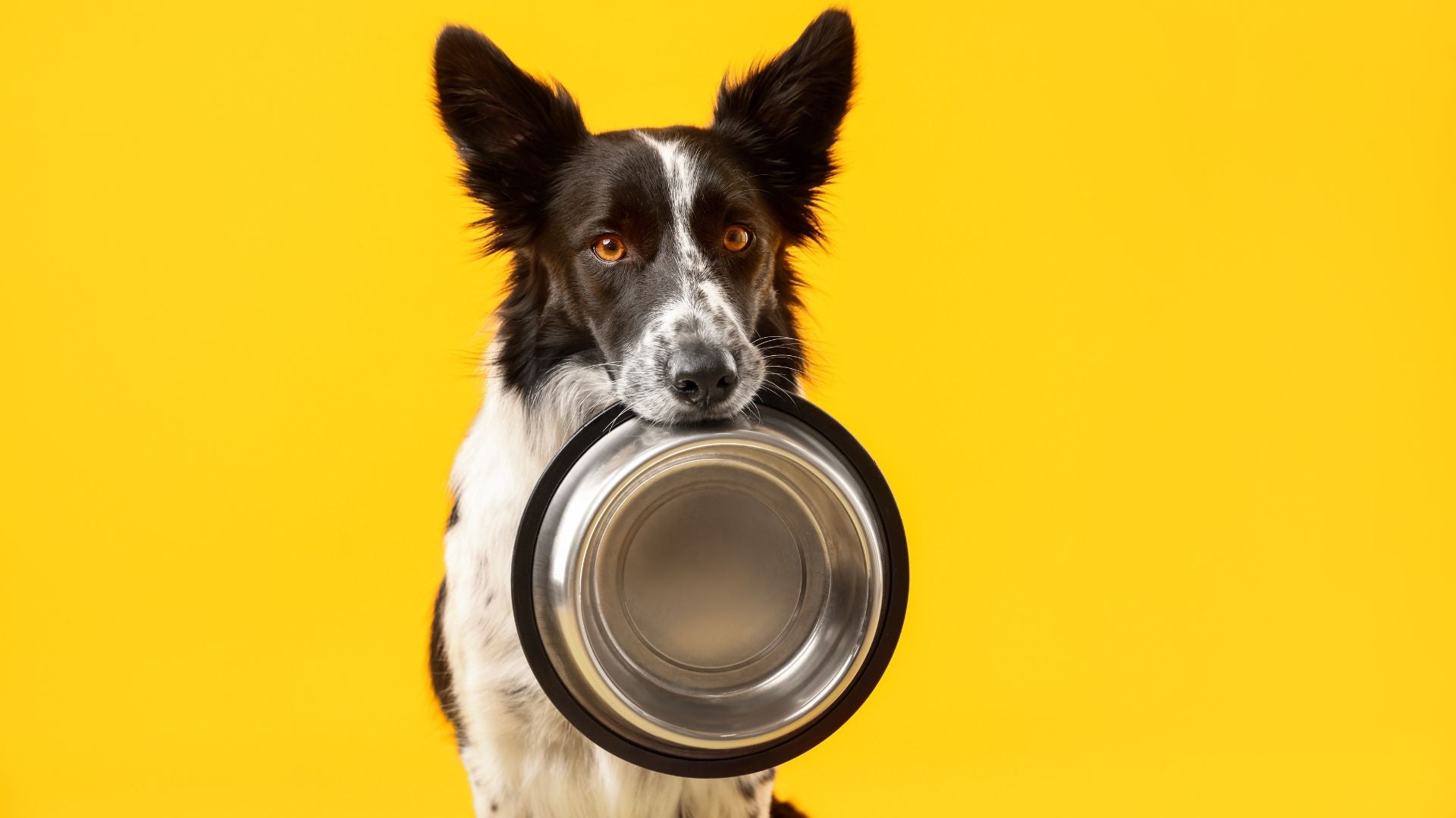 Why Most Dog Foods Are Failing Your Pet