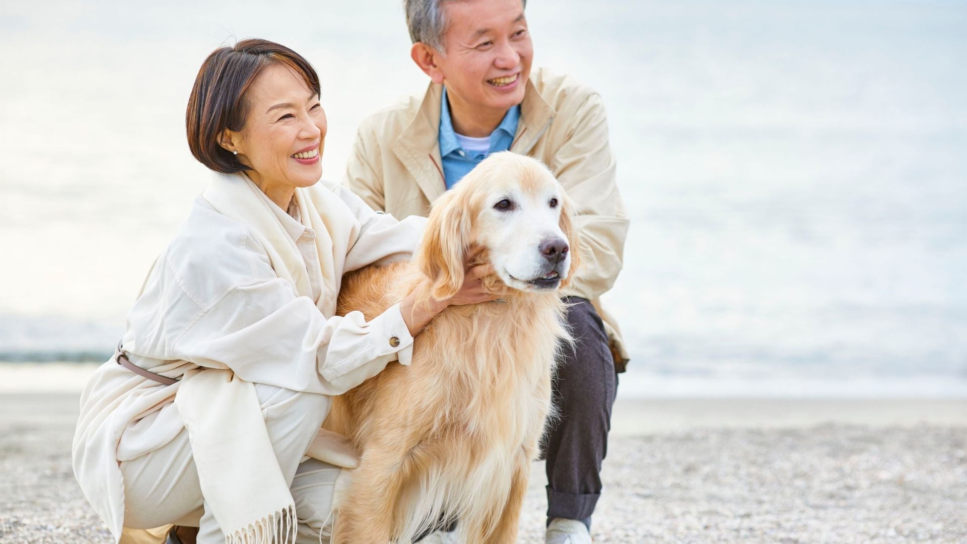 How to Keep Senior Dogs Active and Comfortable: A Complete Guide to Helping Your Best Friend Age Gracefully