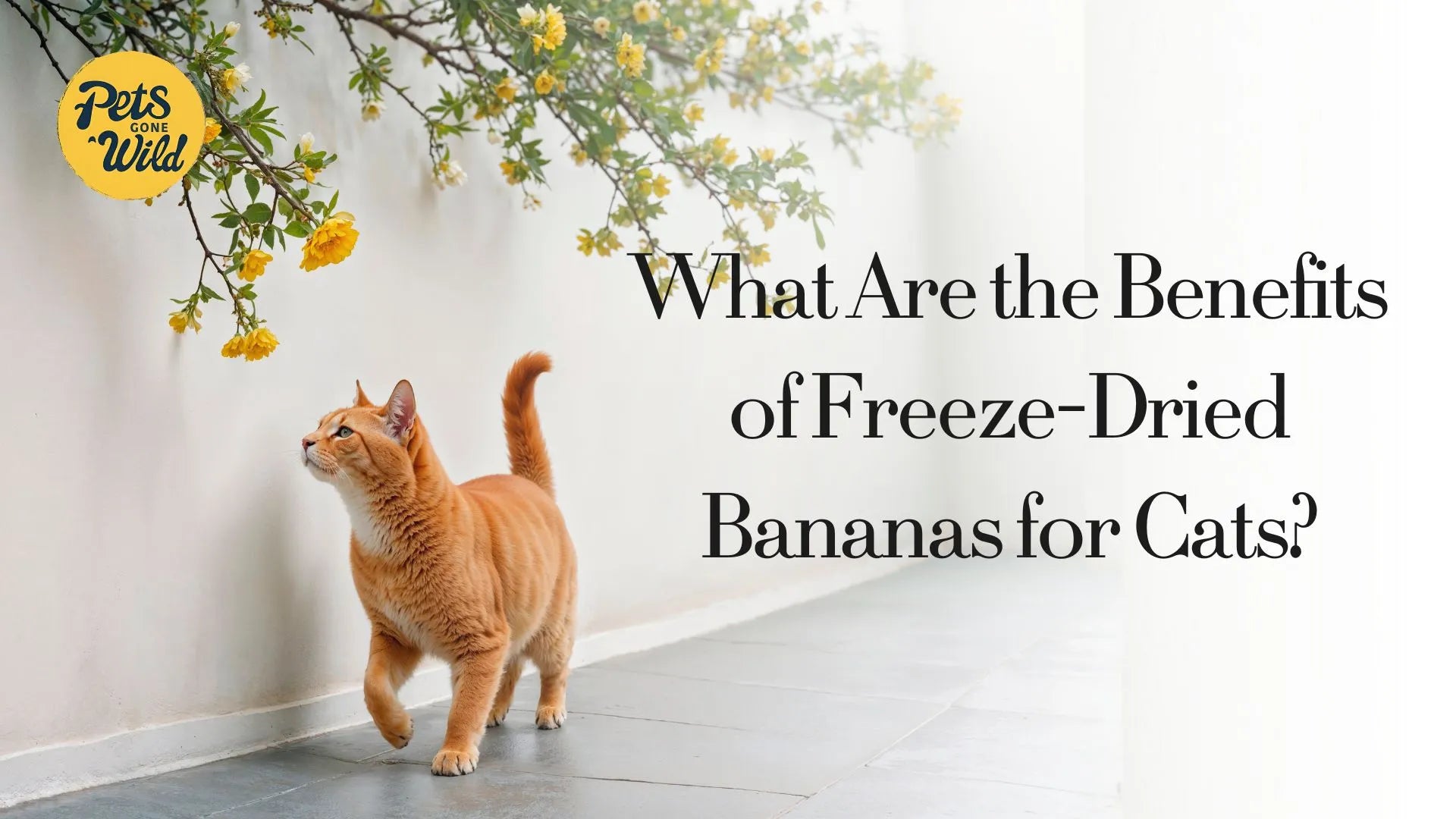 What Are the Benefits of Freeze-Dried Bananas for Cats?