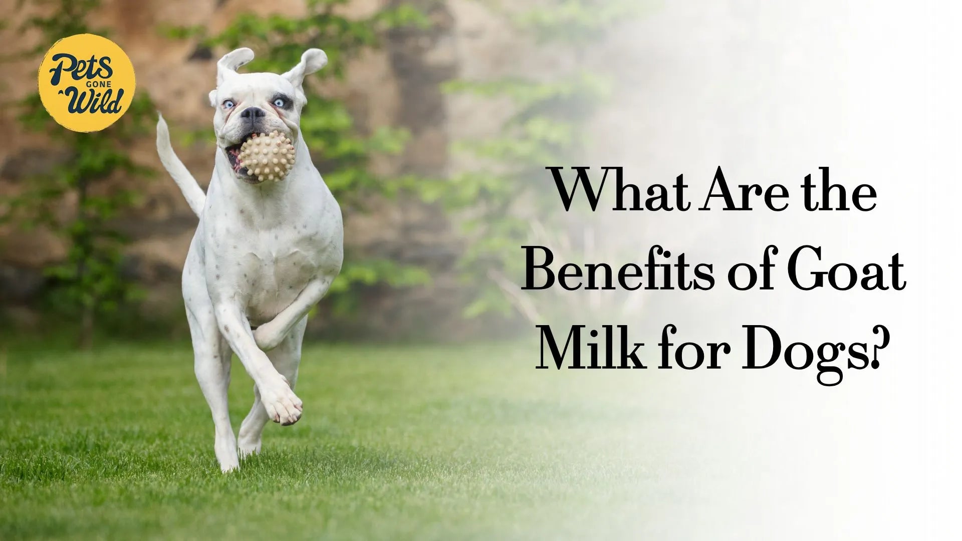 What Are the Benefits of Goat Milk for Dogs?