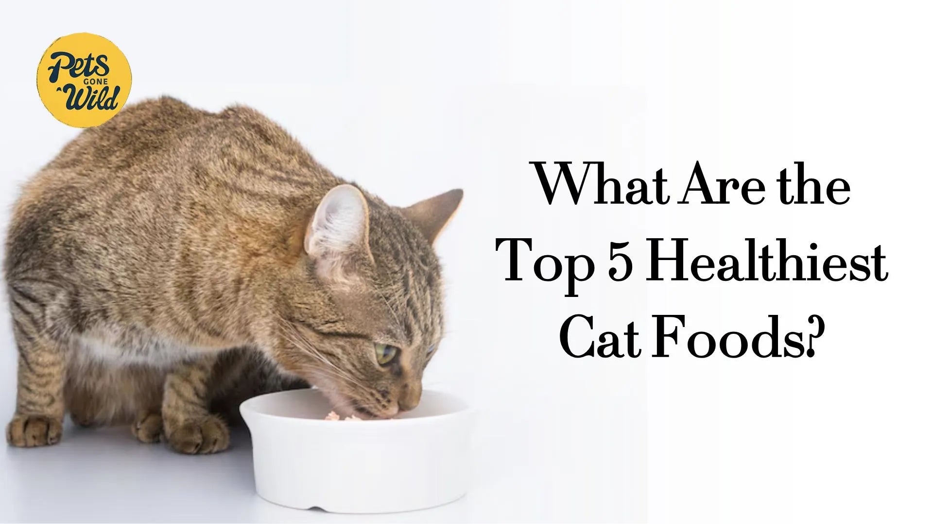 What Are the Top 5 Healthiest Cat Foods?