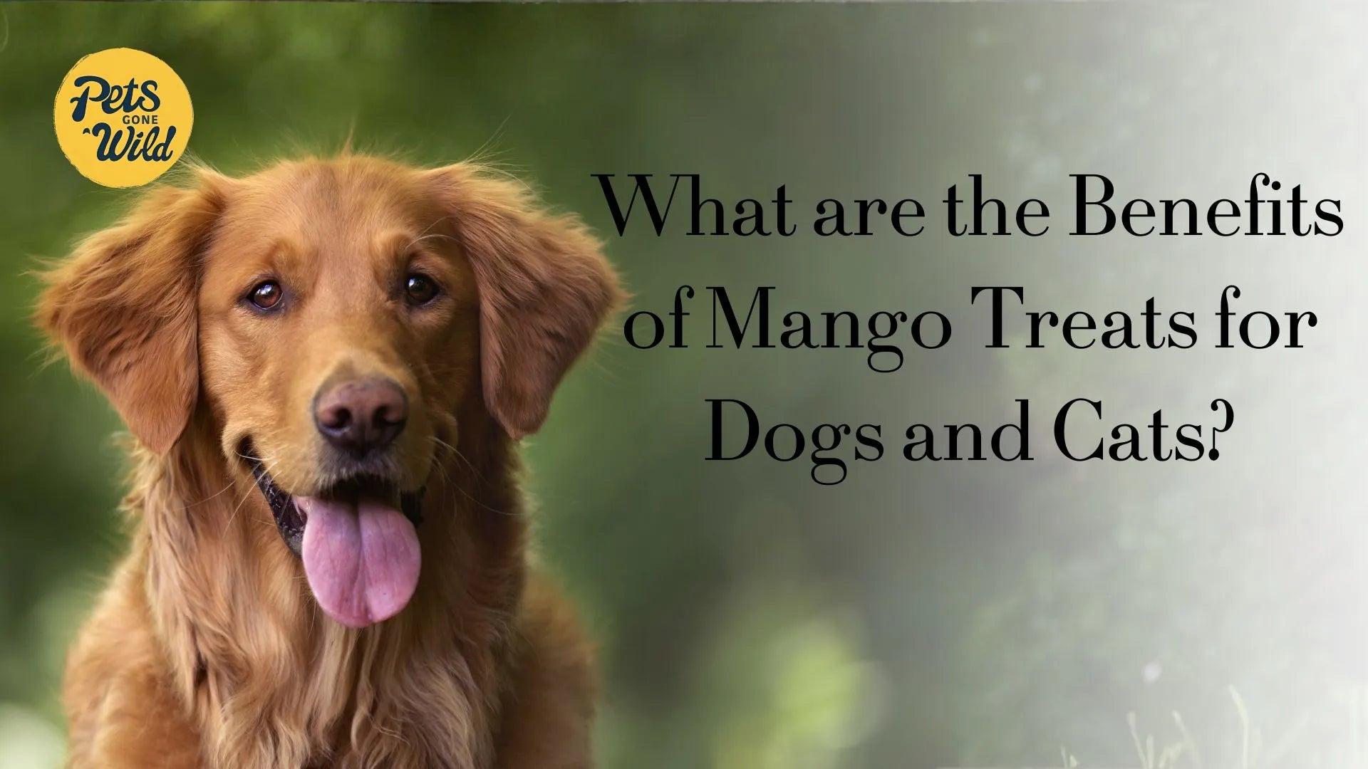 What are the benefits of mango treats for dogs and cats?