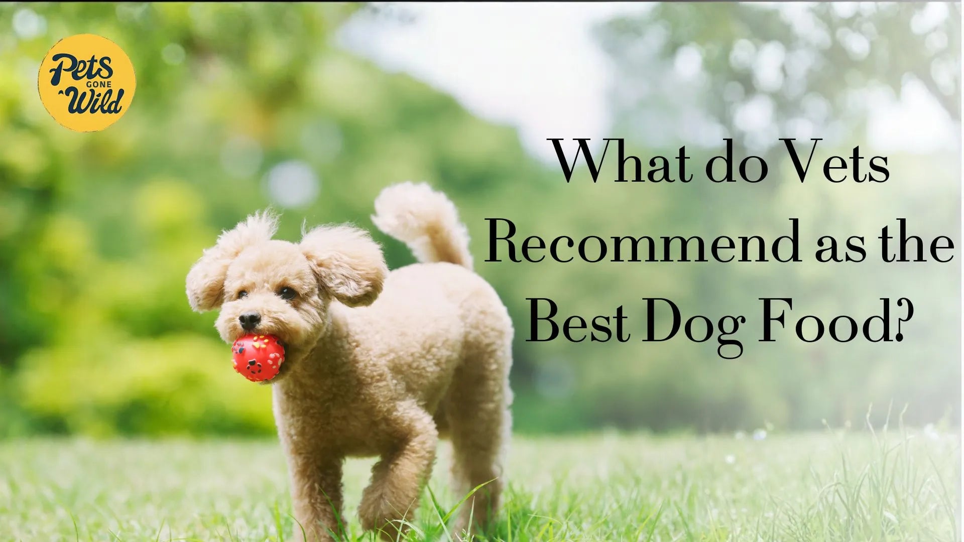 What do vets recommend as the best dog food?