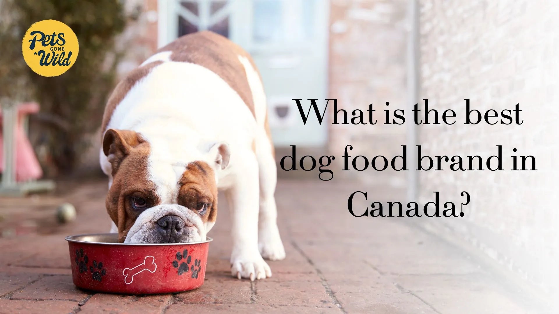 What is the best dog food brand in Canada?
