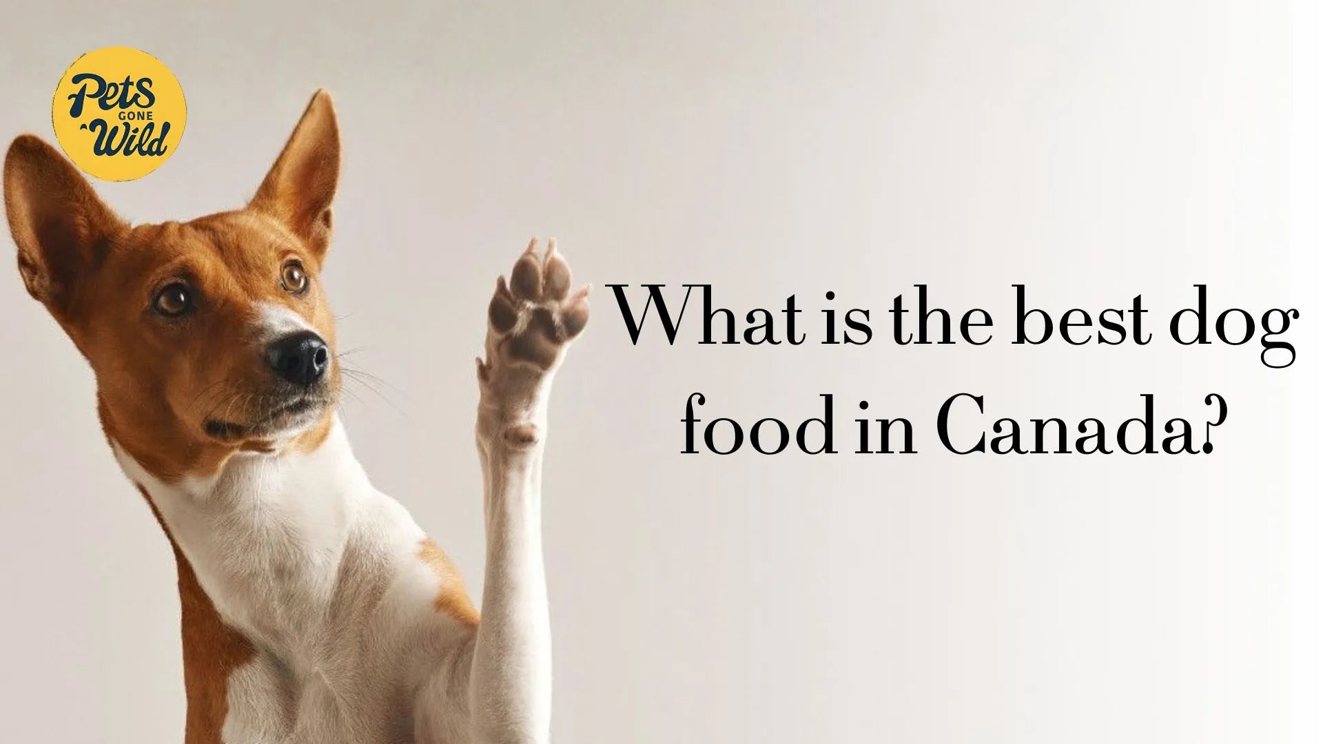 What is the best dog food in Canada?