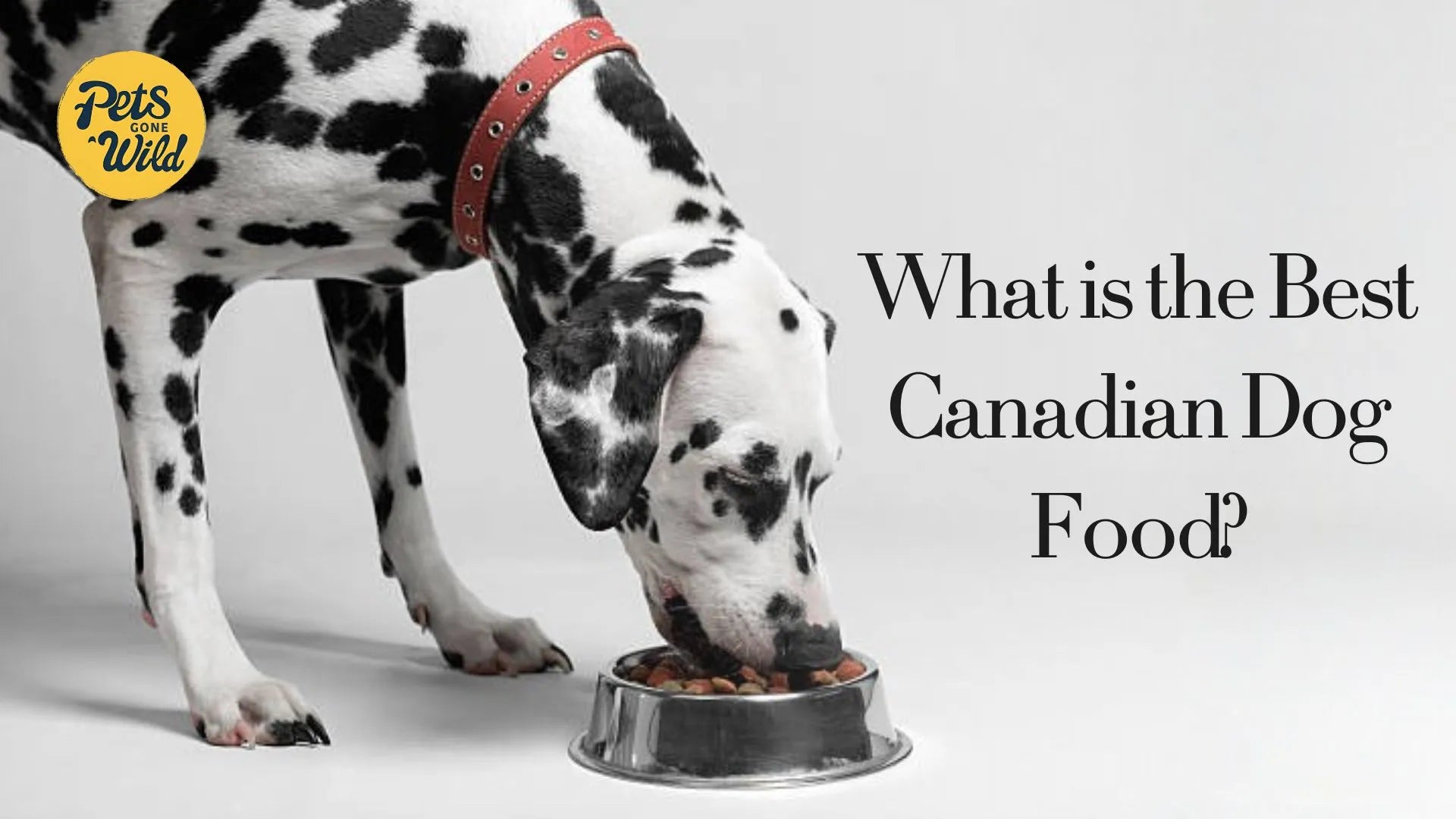 What is the Best Canadian Dog Food?