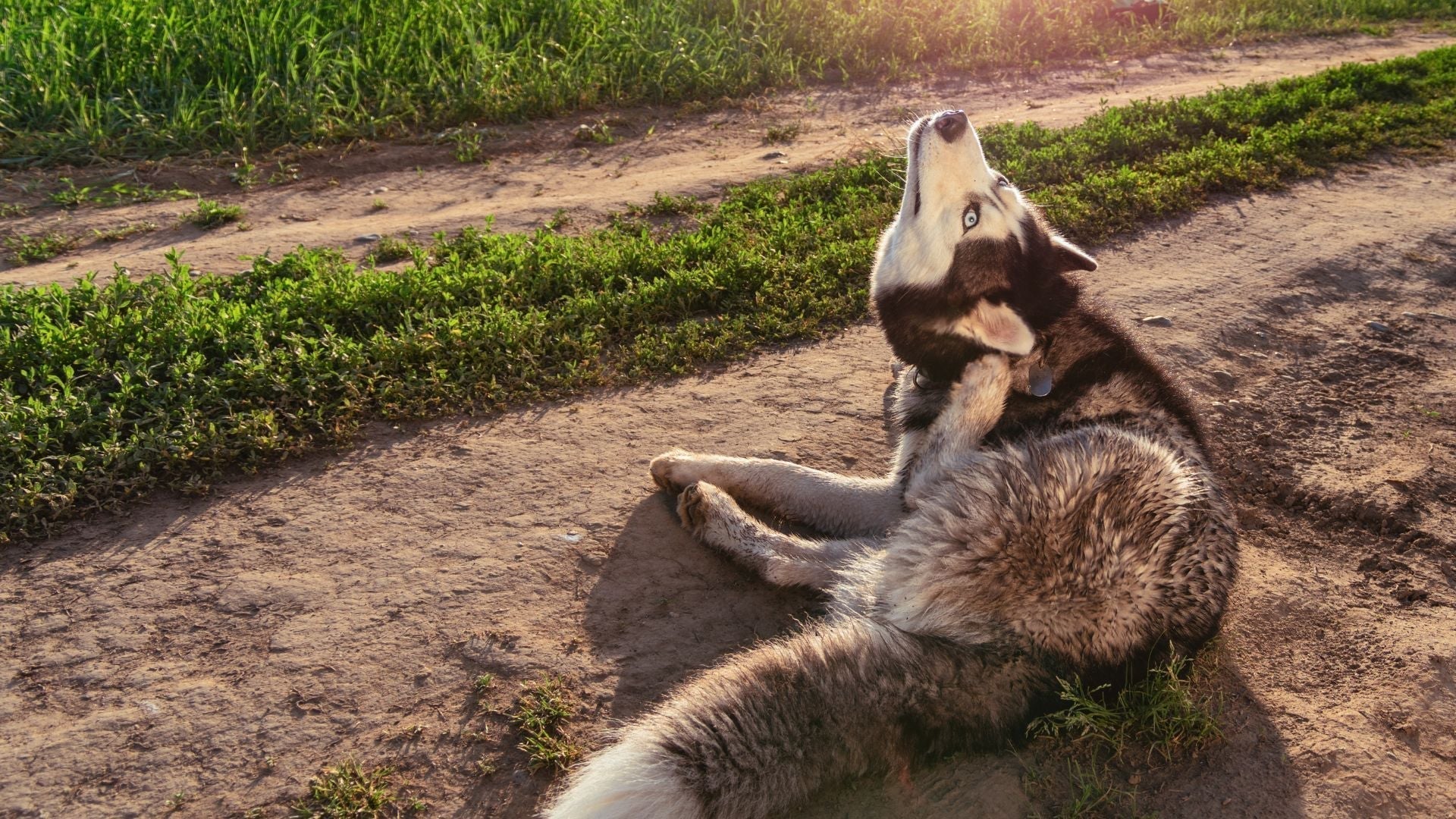 Can Goat Milk Help Dogs with Itchy Skin & Eczema? Natural Relief Guide