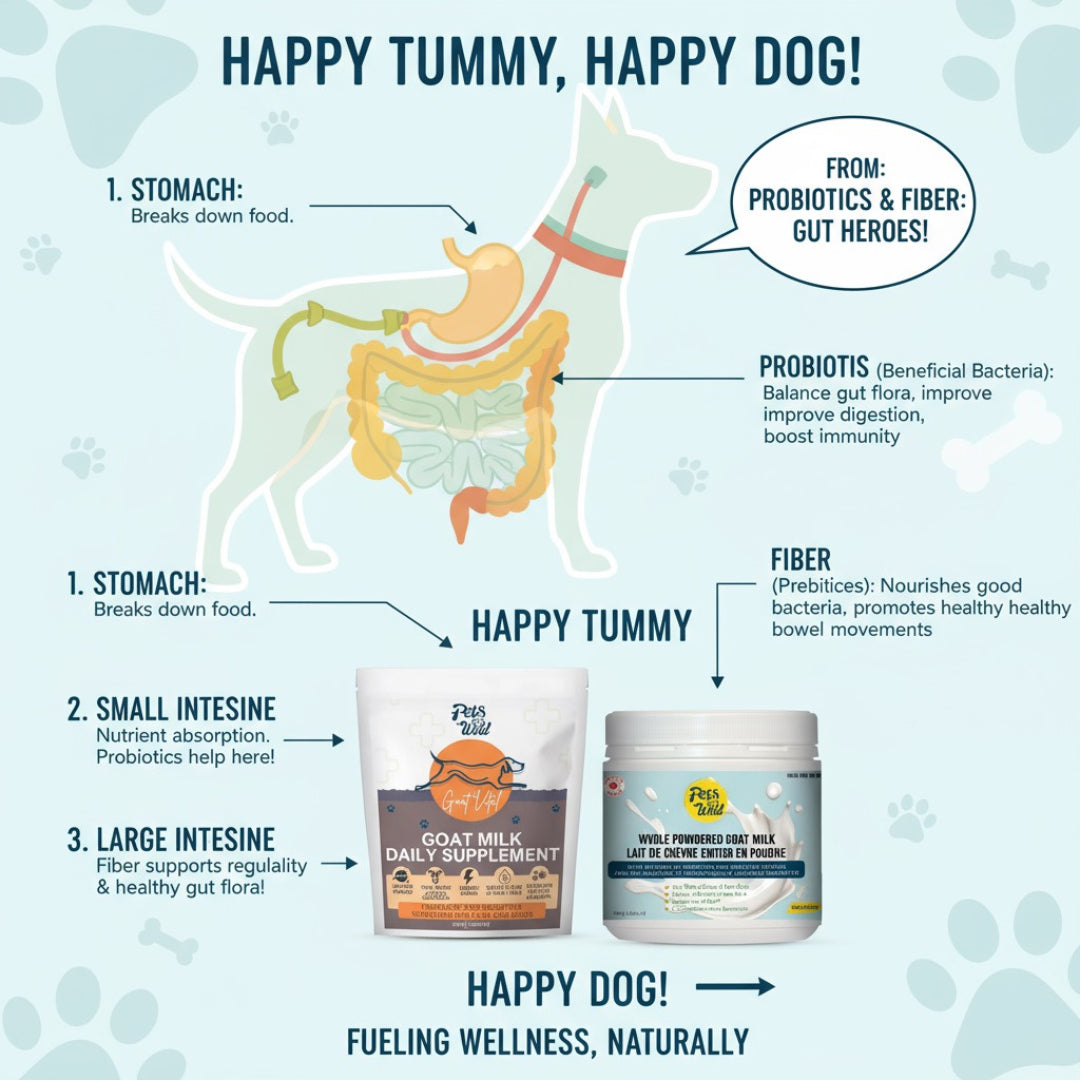 Digestive Defense Duo