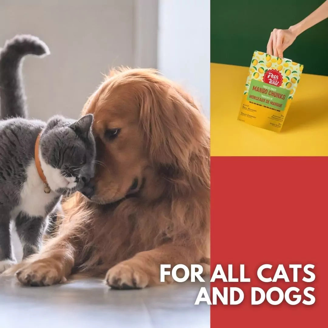 Crisp Apple Bliss Triple Treat Pack