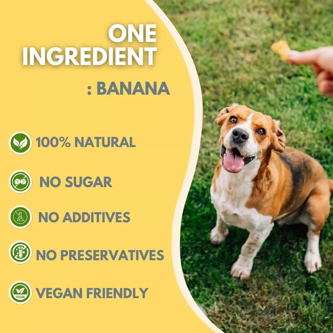 Dog enjoying a banana treat with product features listed on a yellow background