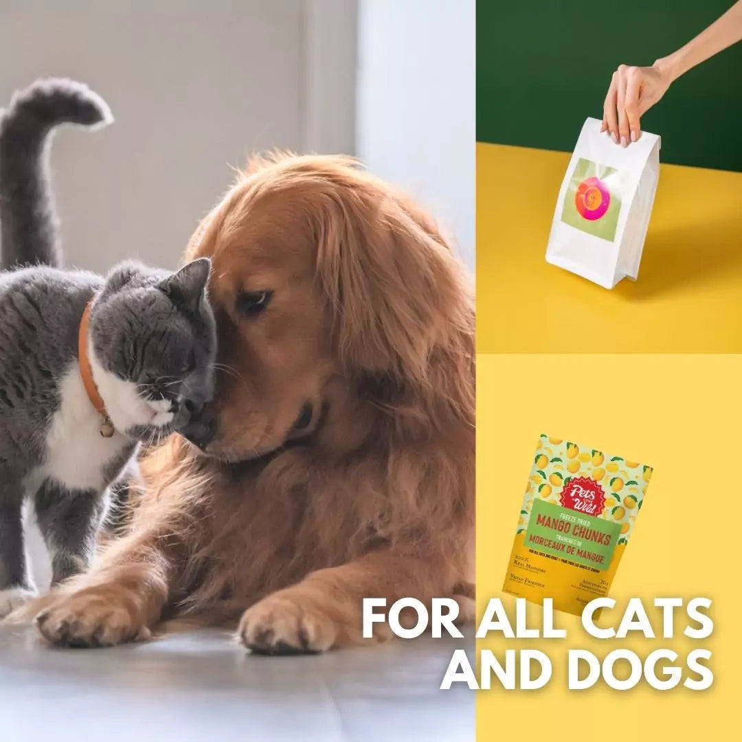 Two animals, a dog and a cat, interacting with pet food packages displayed.