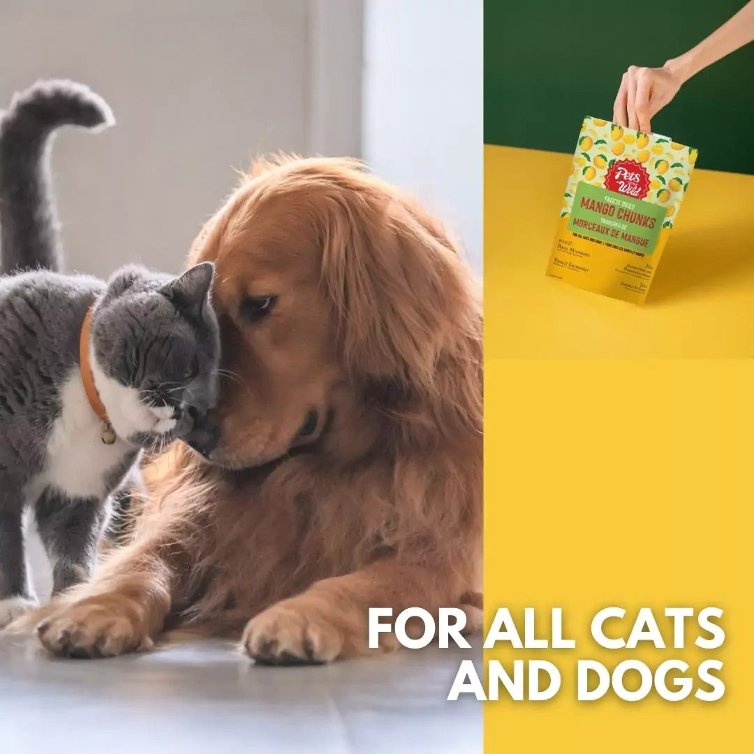 Dog and cat interacting with a package of treats labeled 'For all cats and dogs'.