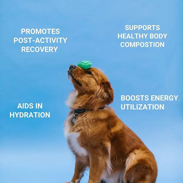 Instant Goat’s Milk with Probiotics & Enzymes