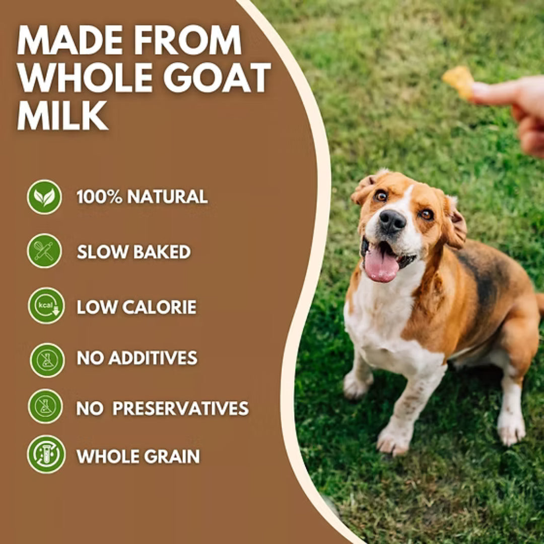 Medium or large dog enjoying Pets Gone Wild goat milk peanut butter cookie with text highlighting whole goat milk benefit — easier to digest than cow's milk, rich in anti-inflammatory fatty acids for joint health in large breed dogs and cats, slow-baked in Canada